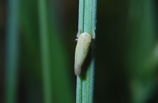 Cicadellidae Deltocephalinae